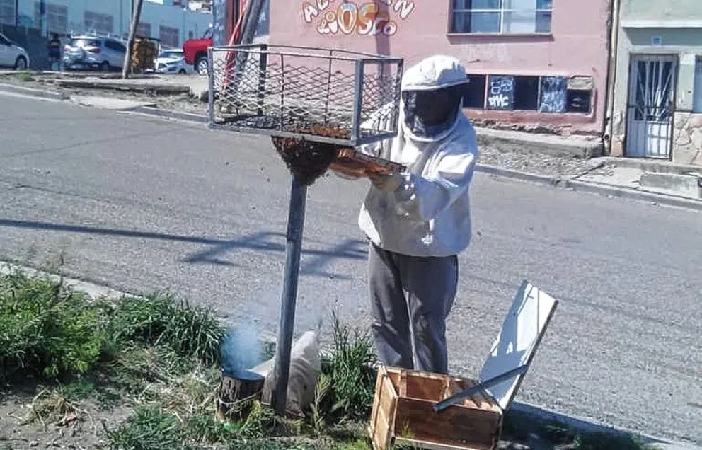 Apicultores rescatistas solicitan a la comunidad tener precaución y cuidado ante la aparición de enjambres de abejas