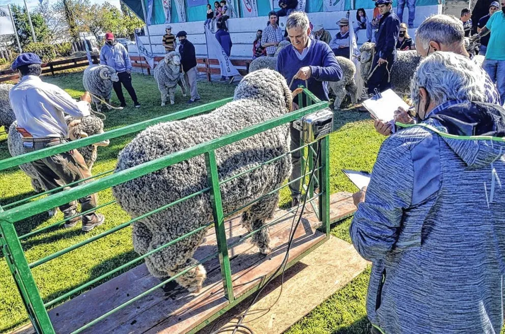 Se viene la Expo Rural: “Vamos a contar con lo mejor en genética del ovino de la región”, dijo Luján