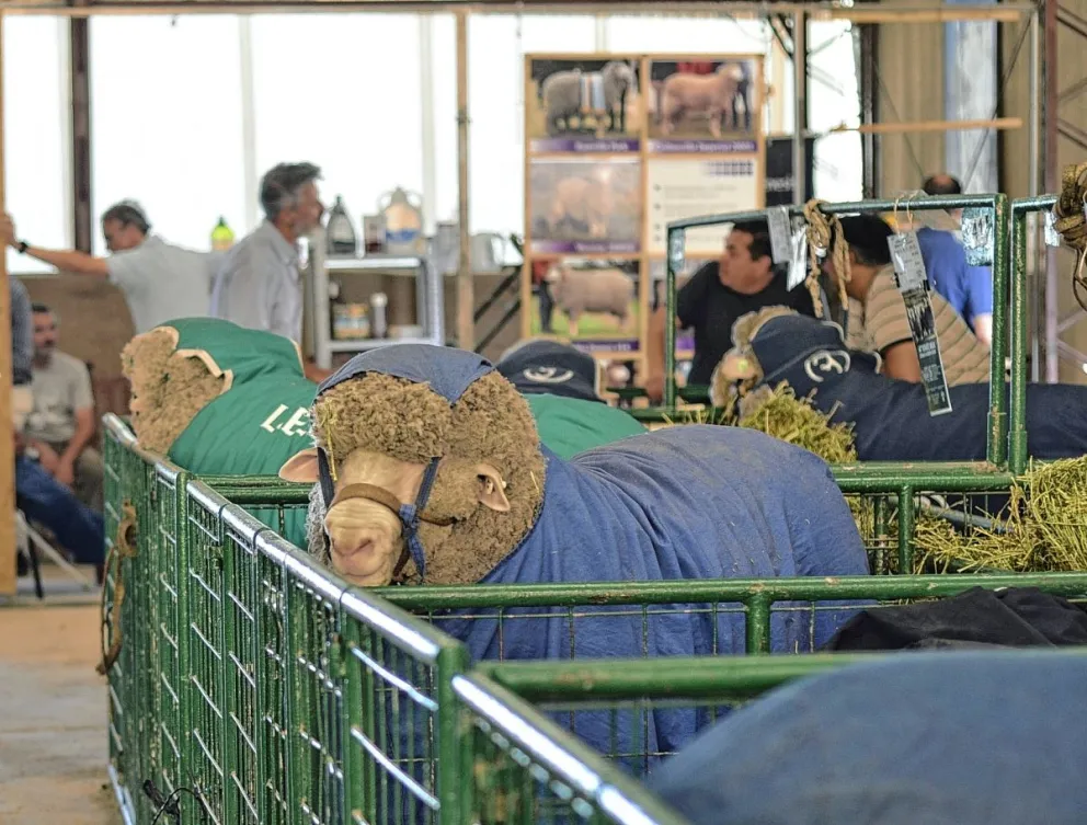 Con gran éxito se llevó a cabo la primera jornada de la fiesta del campo en la ciudad