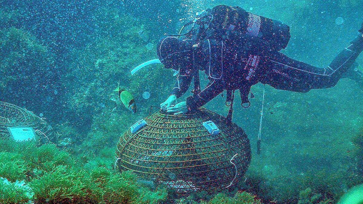 Revelan que la telemetría acústica tiene limitaciones para estimar el nivel de actividad de los peces en el mar