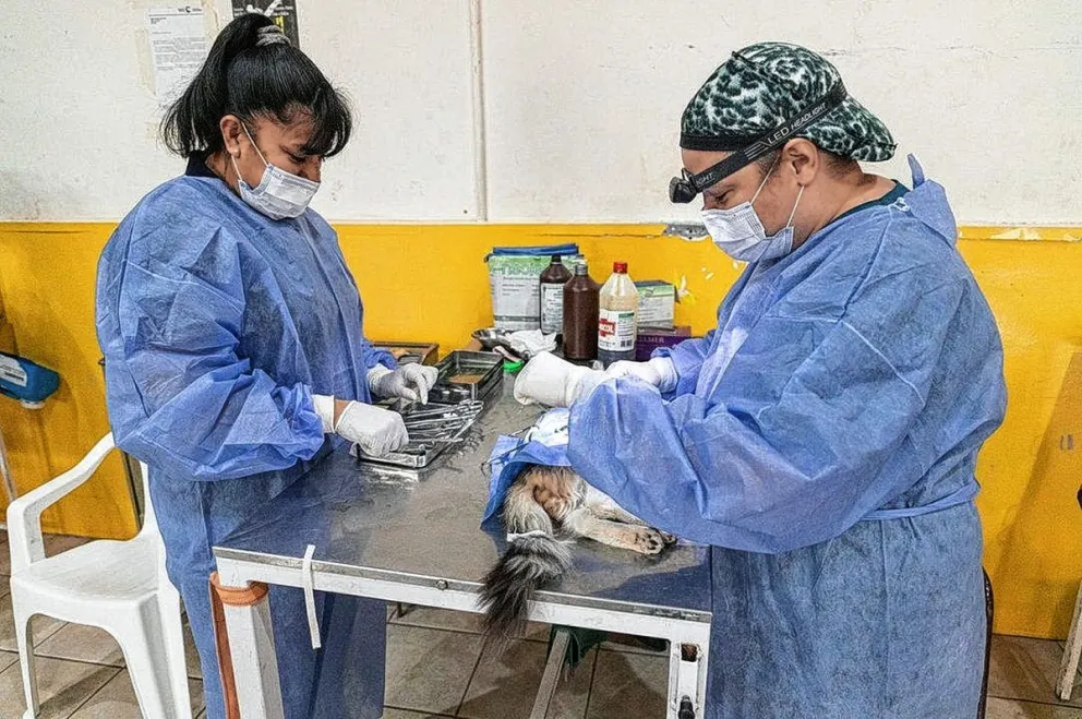 Servicio de esterilización canina y felina en La Floresta