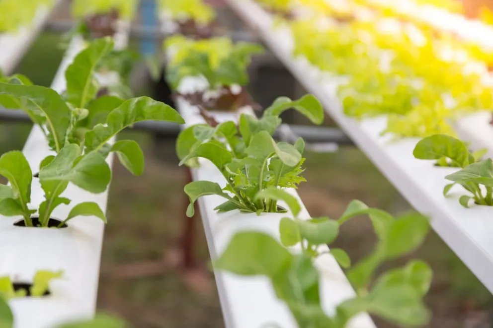 Inscripción abierta para el taller de Hidroponia en Rada Tilly
