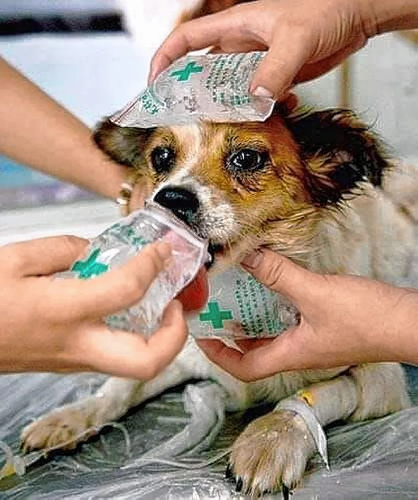 Recomendaciones para cuidar a las mascotas ante los golpes de calor
