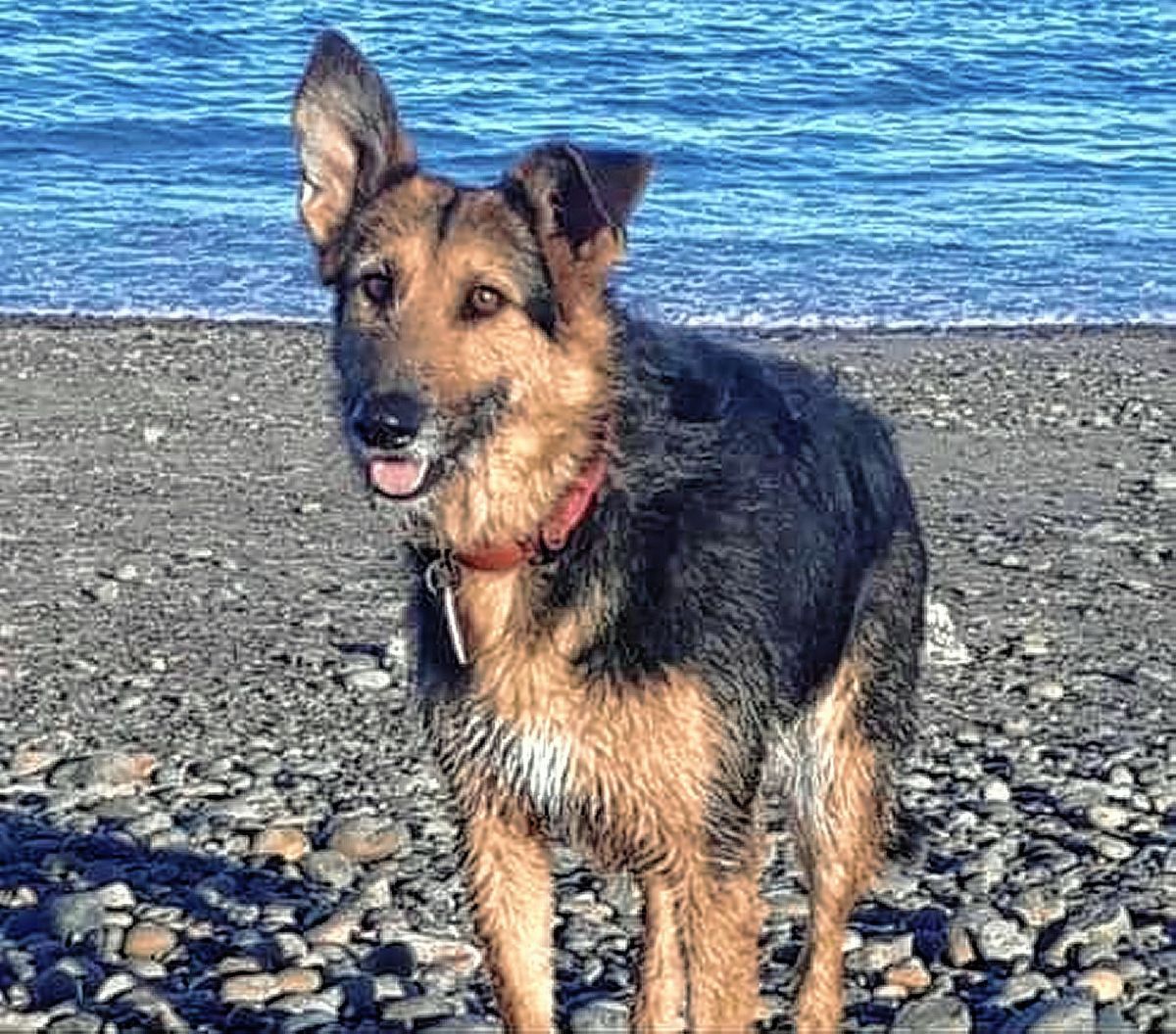Mataron de una puñalada a una perrita que era cuidada por los vecinos de Km 3