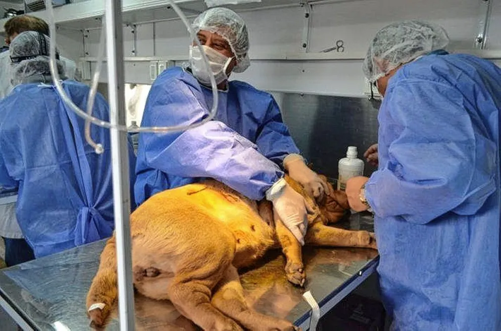 El tráiler de esterilización canina y felina estará en el San Cayetano