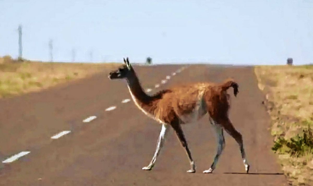 Recomiendan a automovilistas tener precaución por presencia de animales silvestres en las rutas