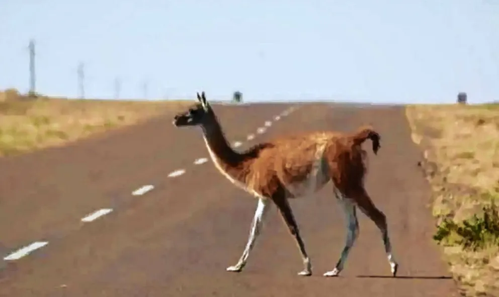 Recomiendan a automovilistas tener precaución por presencia de animales silvestres en las rutas
