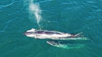 Estudian el ADN de ballenas de Rada Tilly en Brasil 