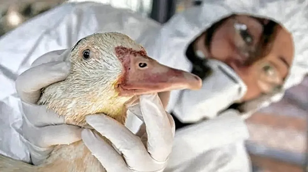 La Argentina declara la emergencia sanitaria por la detección de gripe aviar