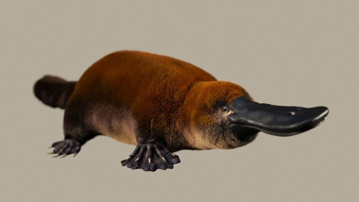 Hallan en Patagonia un ornitorrinco que vivió en la “era de los dinosaurios”