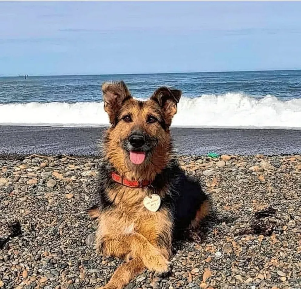 Hoy se realizará la marcha en Km. 3 pidiendo justicia por la perrita “Barby”