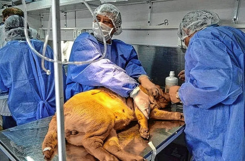 El servicio de esterilización canina y felina estará en Km 17