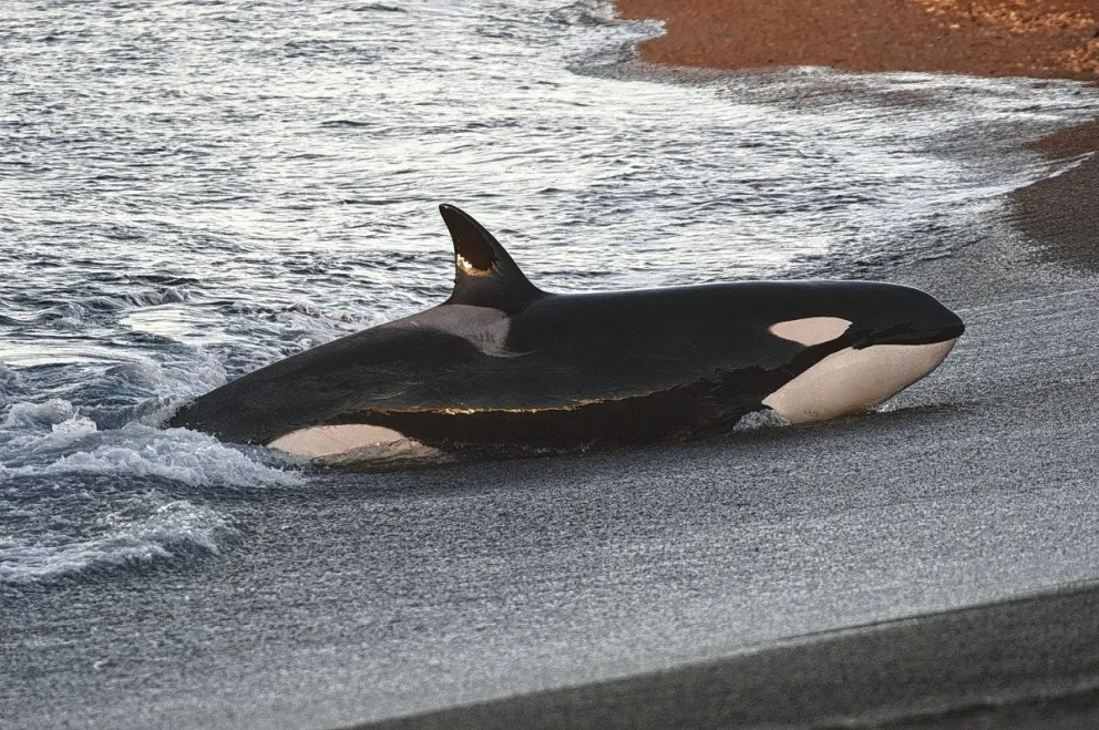 En Puerto Pirámides organizan charlas para la temporada de orcas