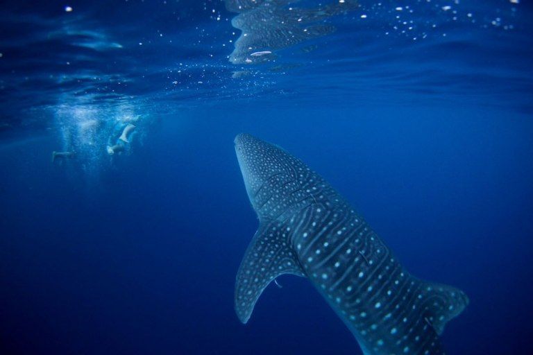 Firmaron en la ONU un pacto mundial para proteger la biodiversidad del mar