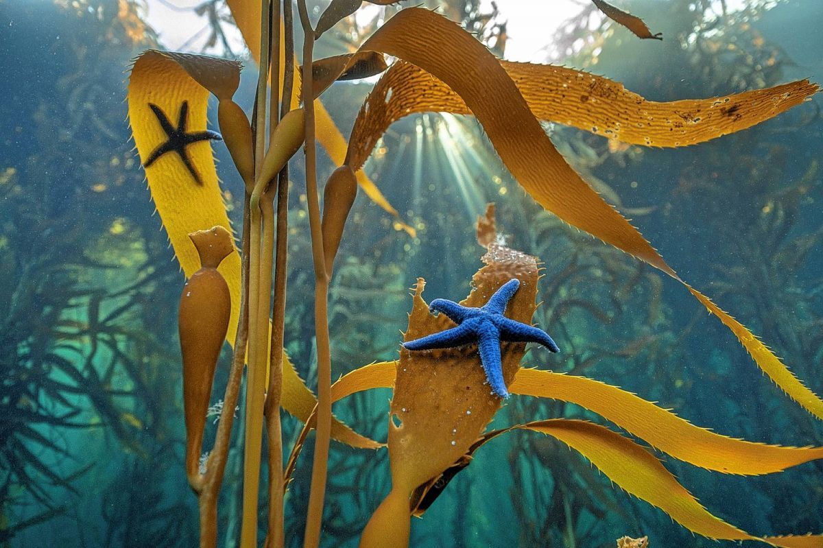 Los bosques sumergidos de la Patagonia en la tapa de National Geographic