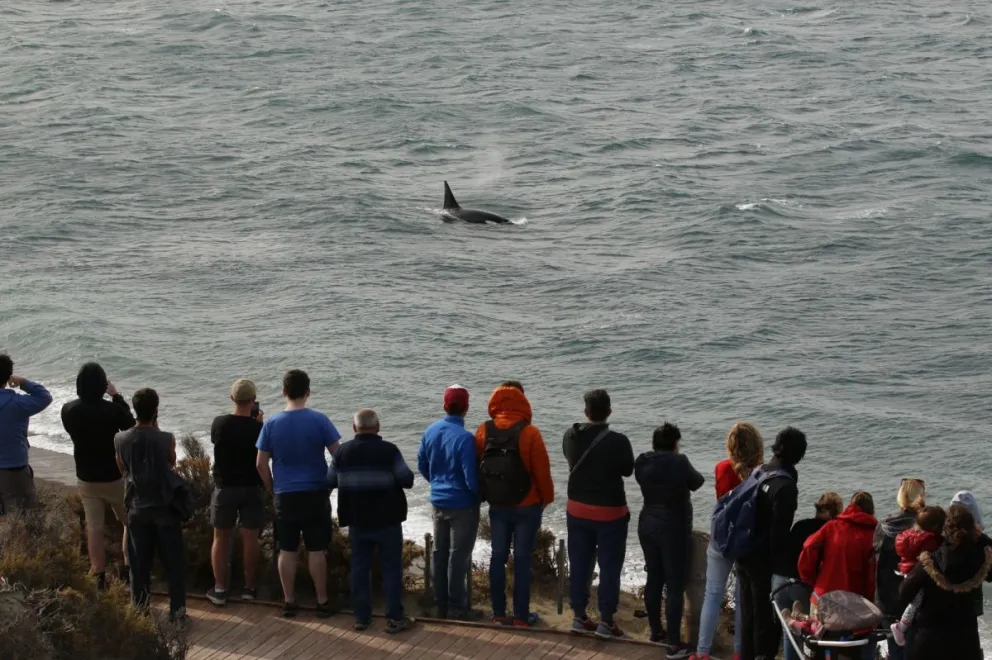 Semana de las Orcas en Chubut: El Gobierno provincial propone una amplia agenda de actividades promocionales y educativas 