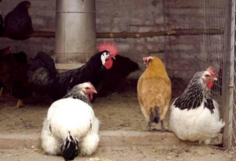 Gripe aviar: murieron 240 mil gallinas en Río Negro y Mar del Plata