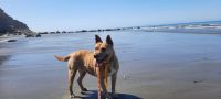 Proponen que los perros puedan bajar a un sector de la playa en Rada Tilly