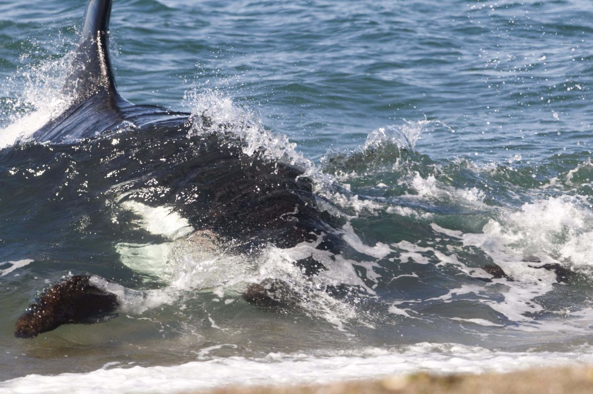Comenzó en Chubut la Temporada de Orcas 2023 con una amplia agenda de actividades 