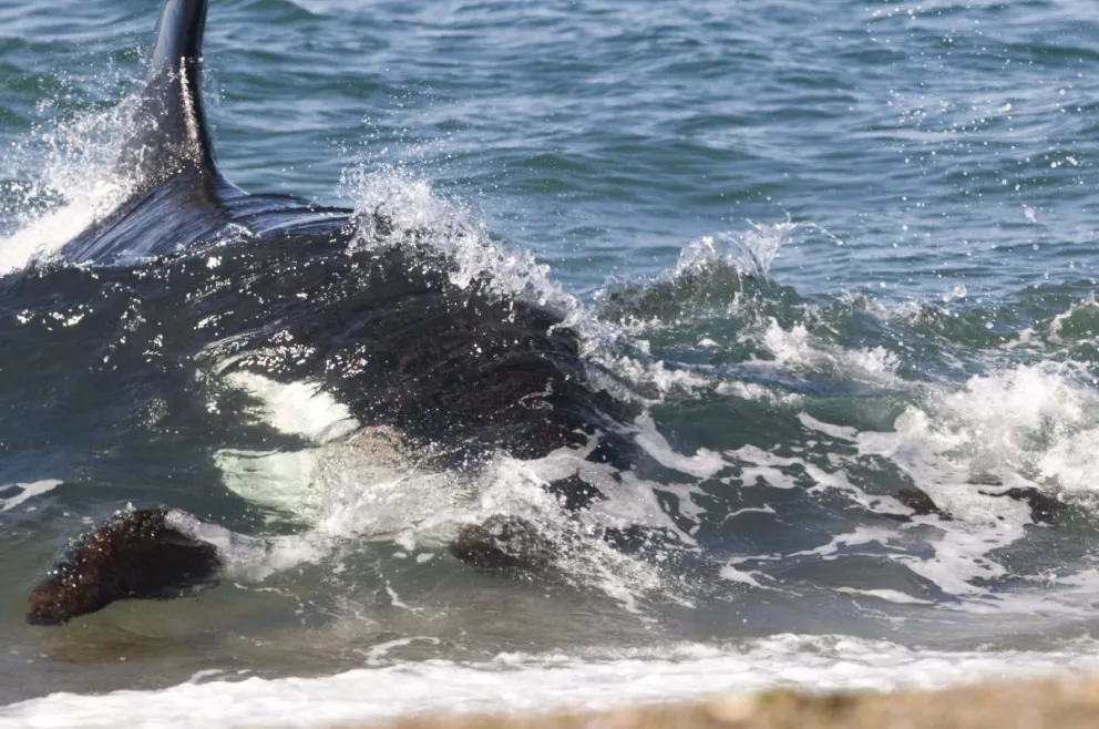 Comenzó en Chubut la Temporada de Orcas 2023 con una amplia agenda de actividades 