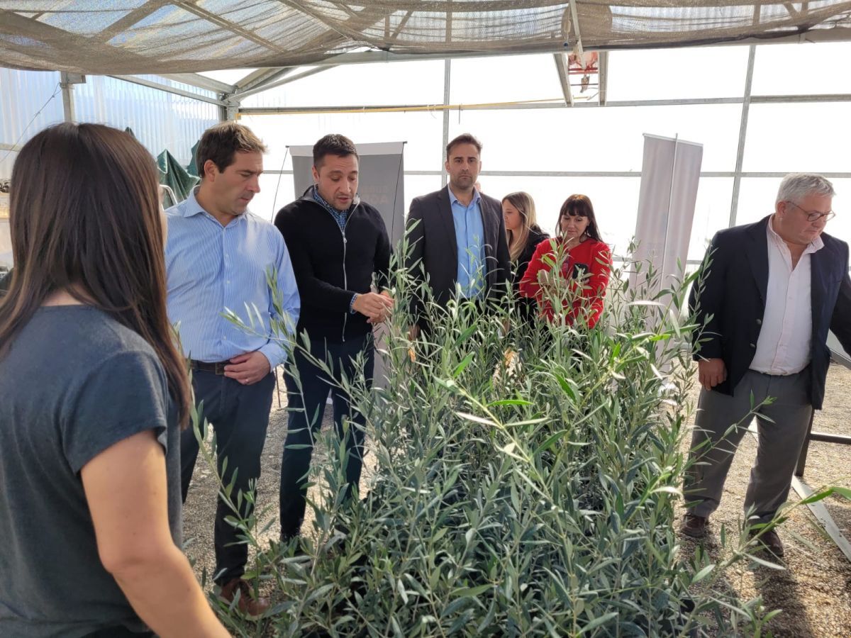 Nuevas acciones de acompañamiento a la producción olivícola provincial