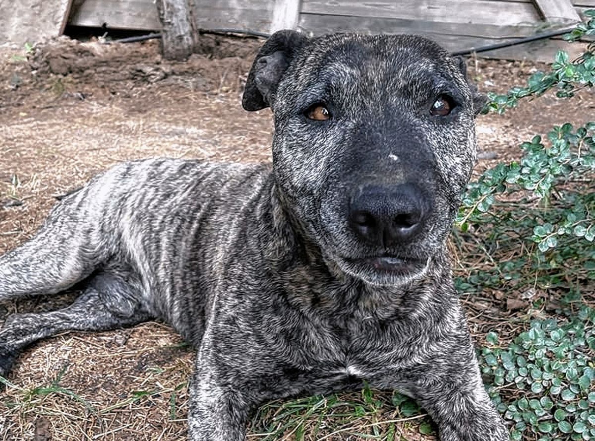 Otto, una nueva víctima de maltrato animal en Bella Vista Sur