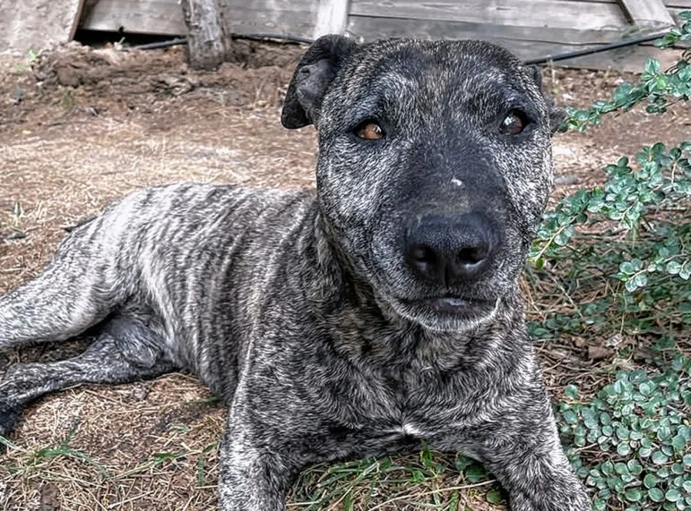 Otto, una nueva víctima de maltrato animal en Bella Vista Sur