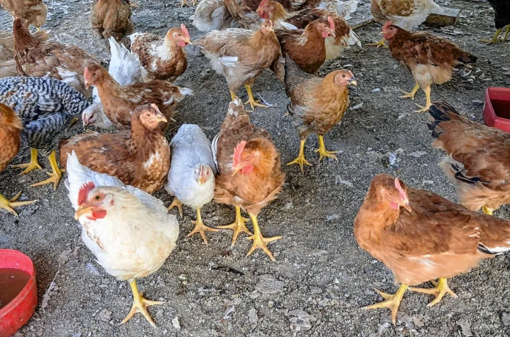 Confirmaron el primer caso de influenza aviar en Chubut