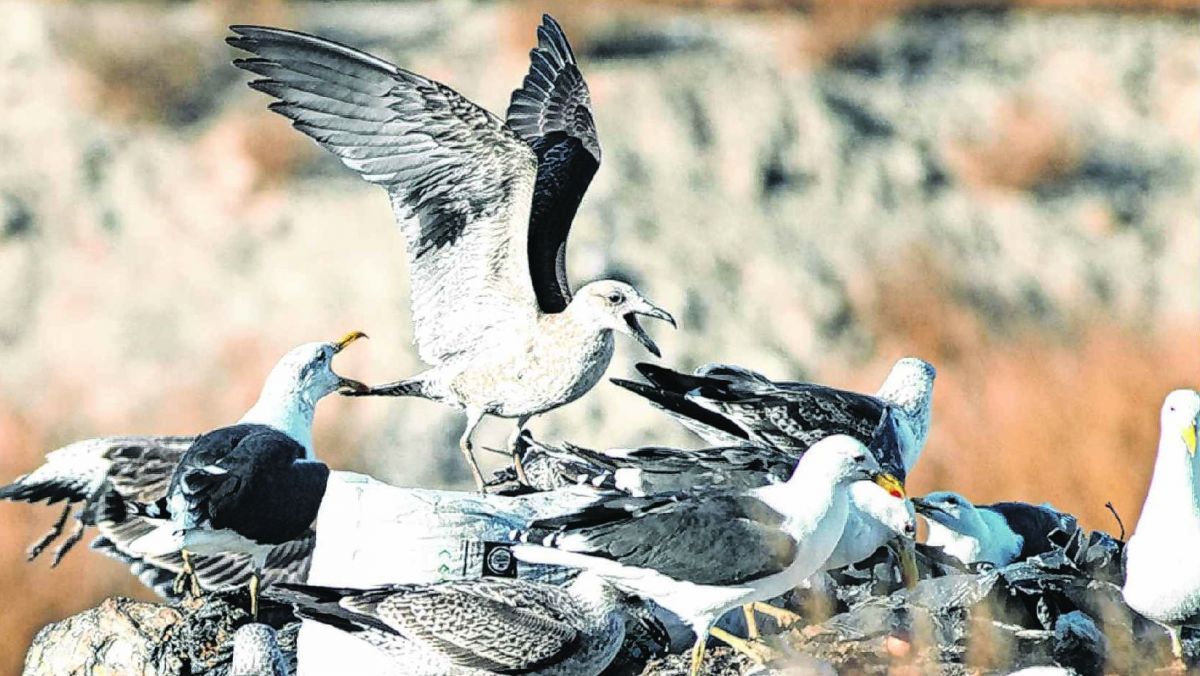 Cambios en la gestión de residuos reducen la frecuencia de ciertos tipos de malformaciones en Gaviotas Cocineras 