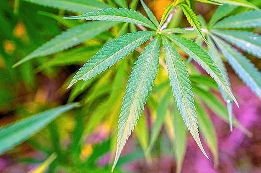 Robaron de veterinaria 14 plantas de cannabis que eran cultivadas con fines medicinales