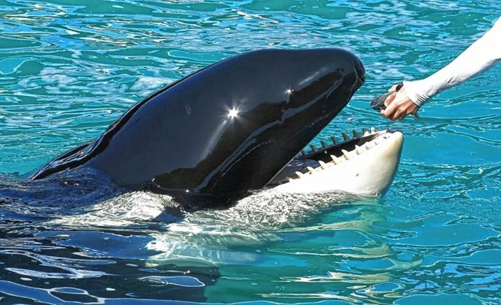 Florida: liberarán a una orca mantenida durante más de 50 años en cautiverio