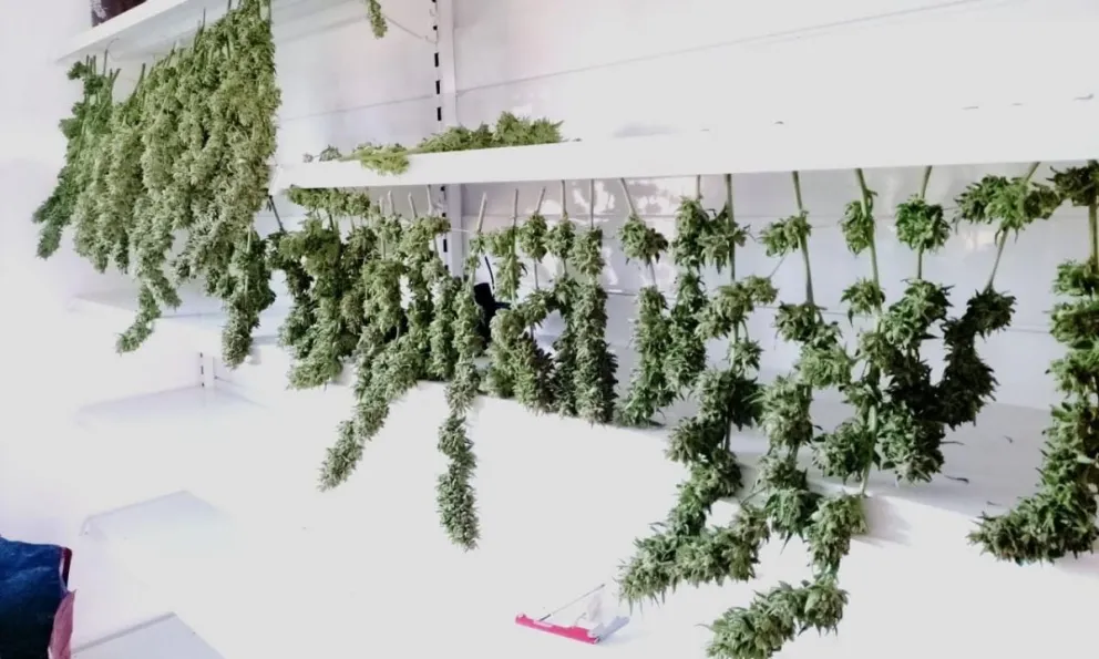 La Policía del Chubut secuestró 1 millón de pesos y más de 6 kilos de marihuana en la cordillera 
