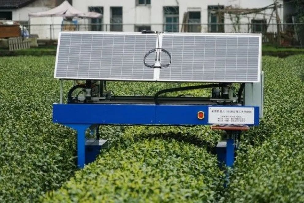 Robots se unen a la cosecha del famoso té Longjing en China