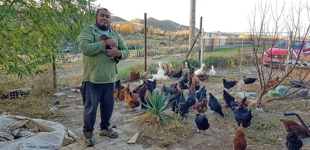 Gripe aviar en Chubut: “La situación afecta principalmente a quienes tienen la cadena productiva de pollos”