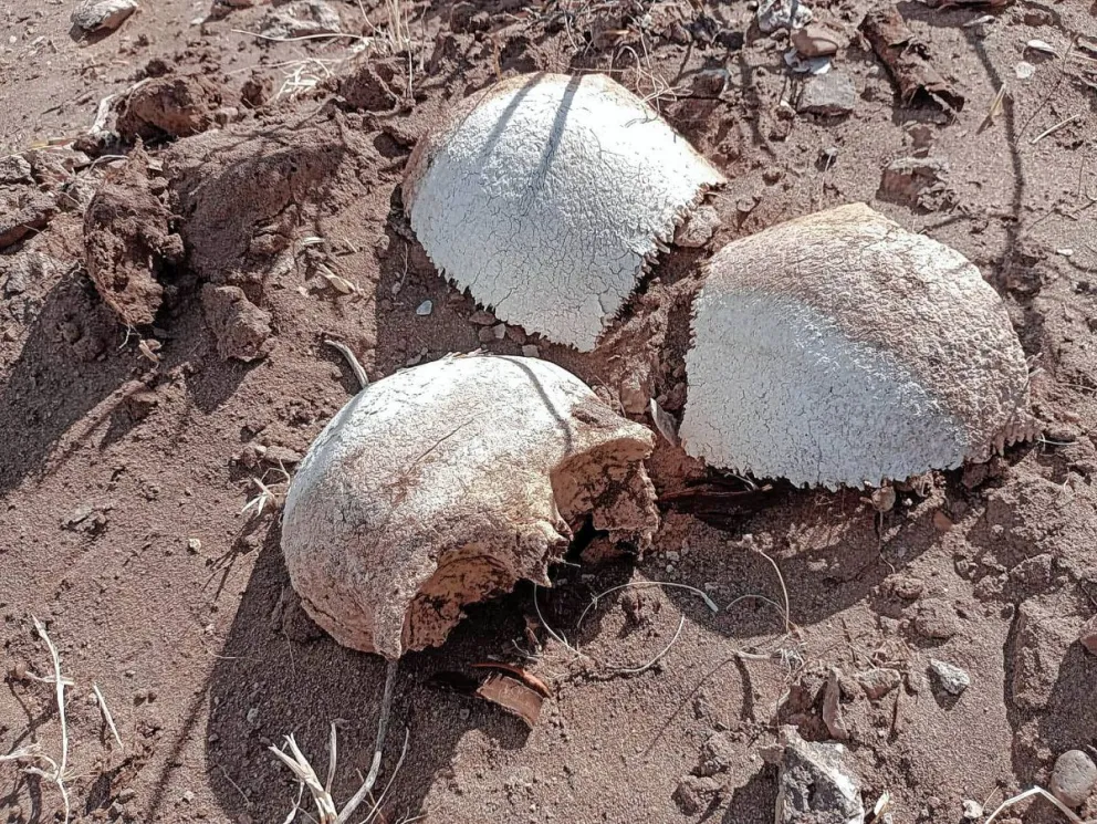 Encuentran restos óseos humanos en un yacimiento a 10 kilómetros de Diadema Argentina