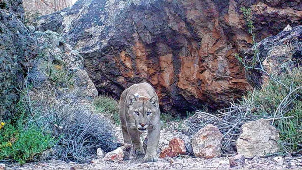 El puma “Charly”, tecnología satelital y un equipo que busca cambiar paradigmas