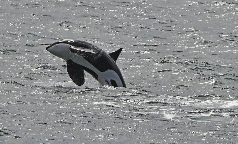 Turismo en Chubut: Increíble show de Orcas en plena Temporada 2023