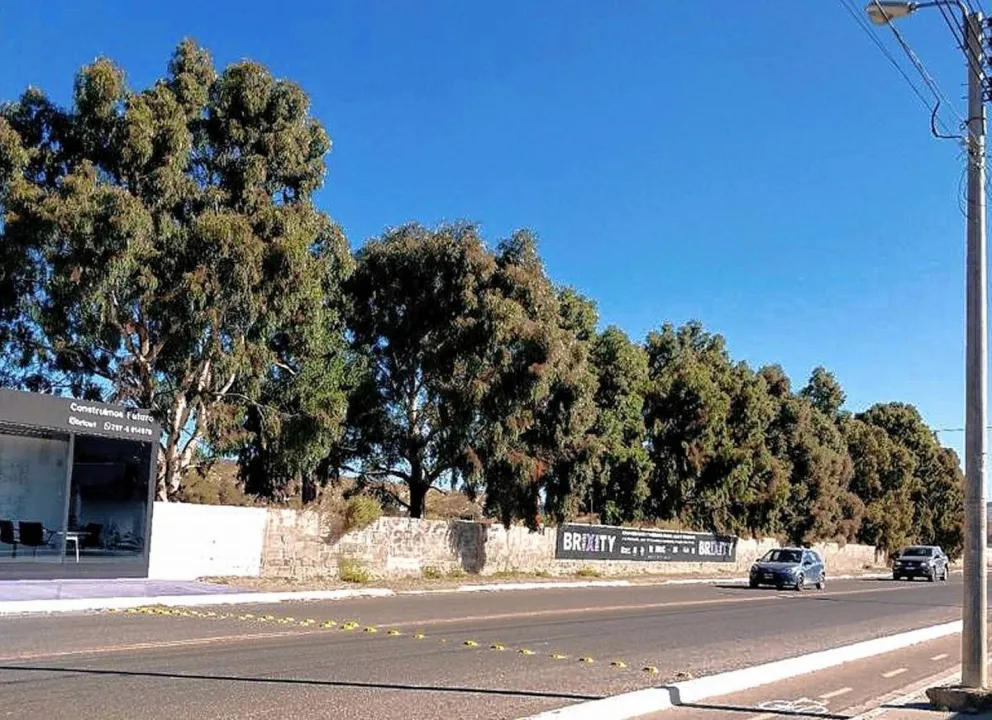 Presentaron un proyecto para evitar que talen árboles en un predio de Rada Tilly