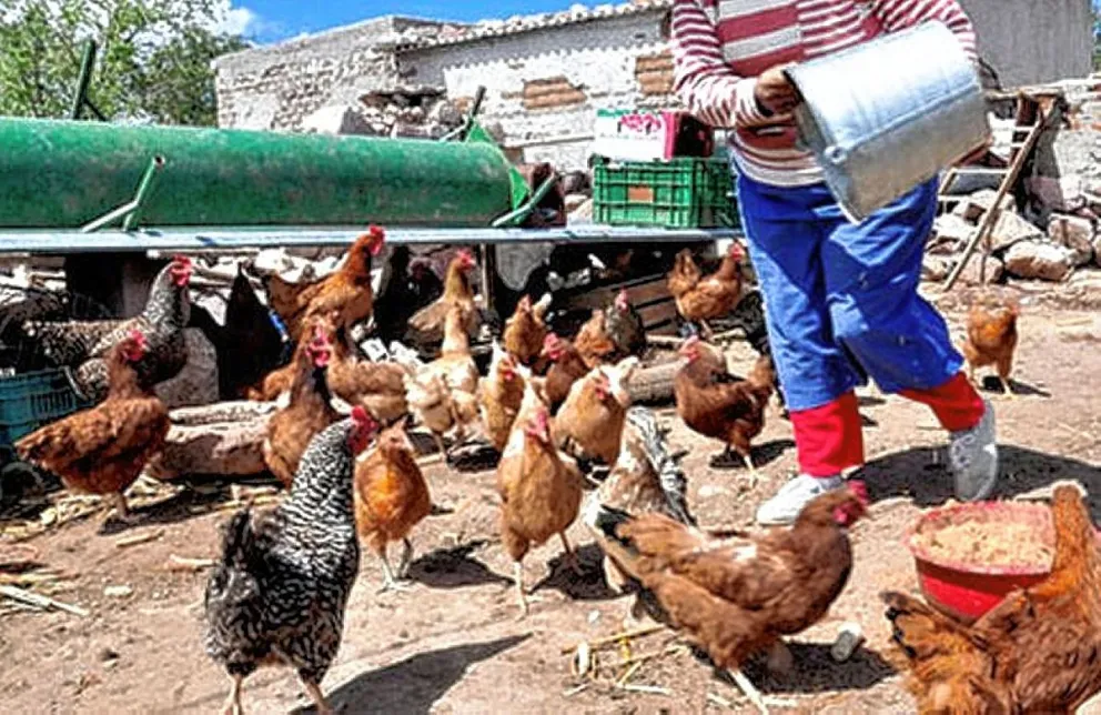 Nuevo caso de Influenza Aviar en Chubut; esta vez fue en aves de traspatio en Madryn