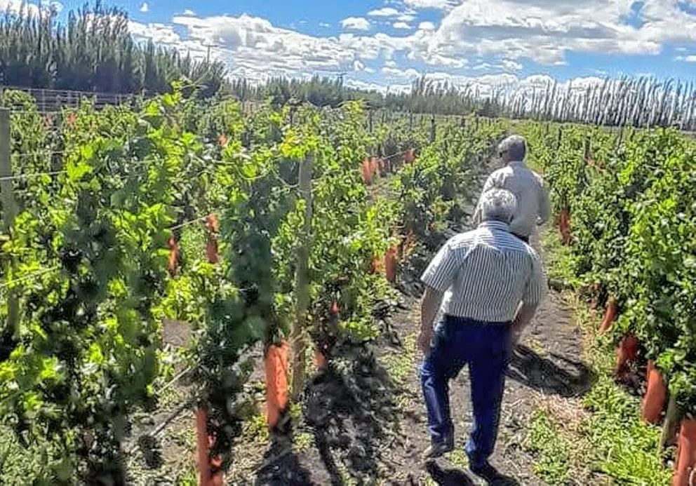 Sarmiento y el surgimiento del cultivo de vides en zona sur de Chubut