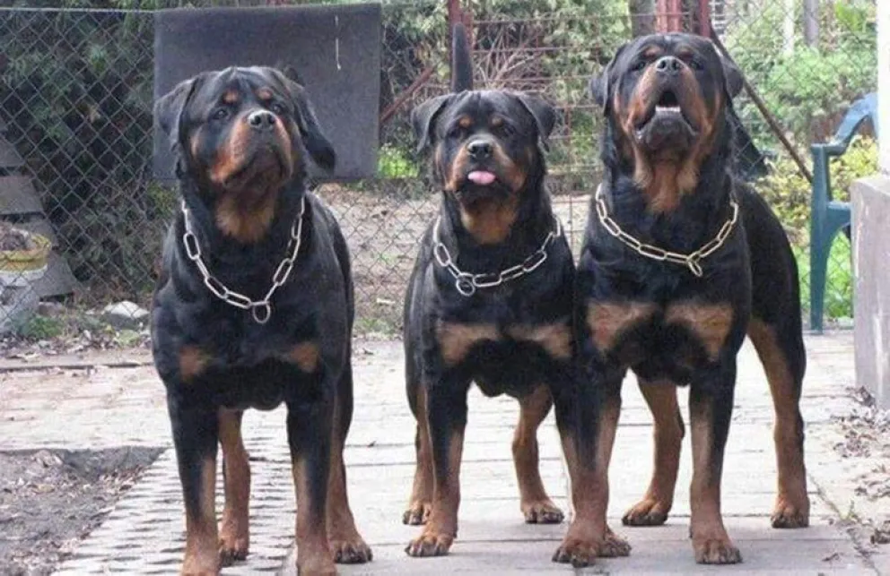 Un chico de 11 años se encuentra en grave estado tras ser atacado por tres rottweilers en Bahía Blanca