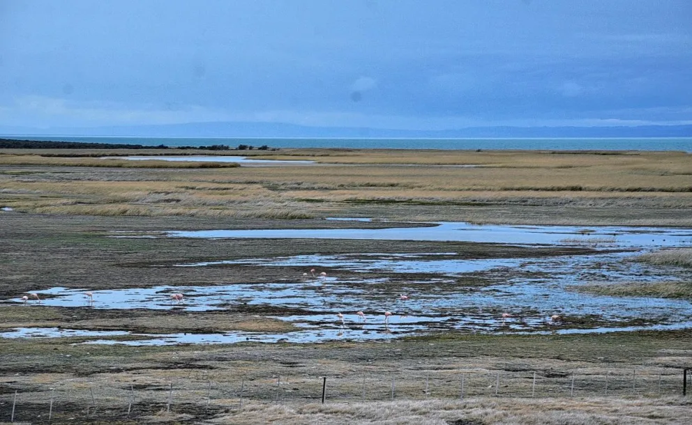 Se confirmó la presencia de aves con gripe aviar en el lago Musters de Sarmiento