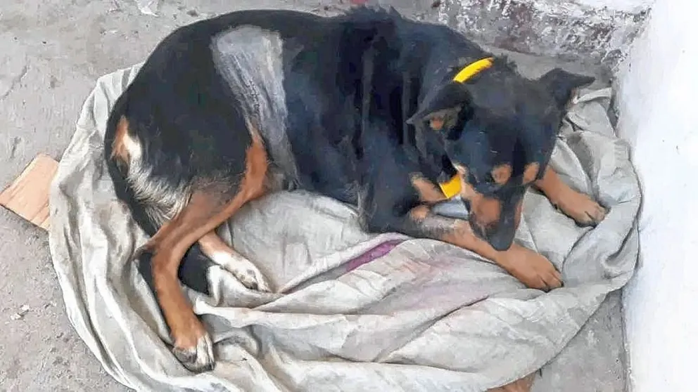 Quieren echar de su domicilio a una rescatista y sacarle a los animales que alberga