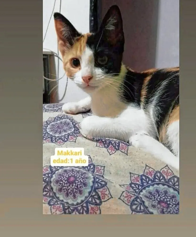Alumnos de la Escuela Nº 737 realizaron un concurso fotográfico de mascotas por el “Día del Animal”