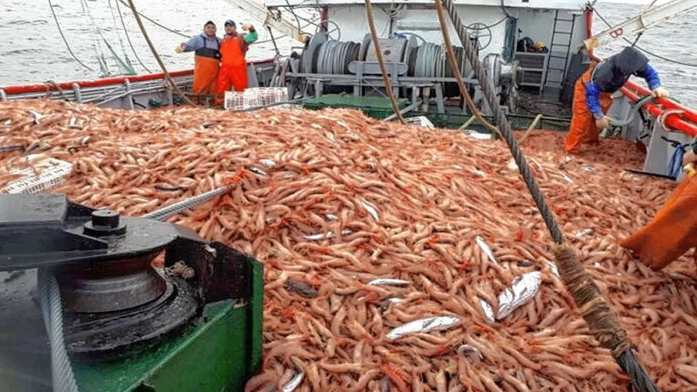 Estiman que la nueva temporada de langostino podría ser similar a la anterior