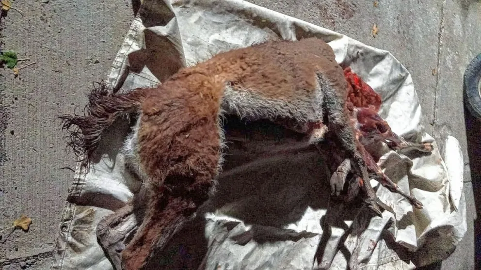 Le descubrieron dos guanacos cazados y un arma de fuego