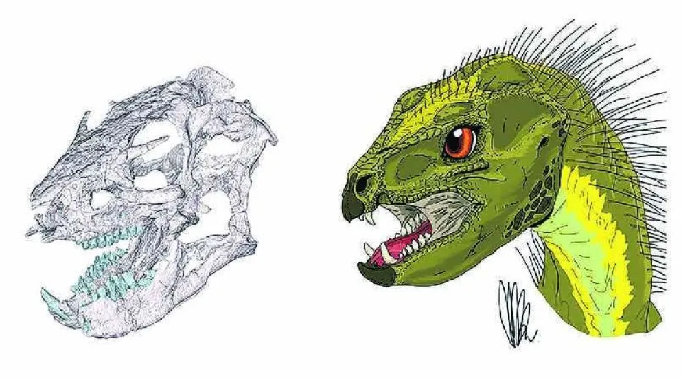 Reconstruyen el cráneo y los hábitos alimenticios de un pequeño dinosaurio patagónico