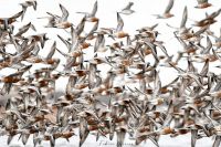 Santa Cruz: el desafío de conservarla como santuario para las aves migratorias 