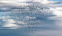 El playero rojizo: el ave playera del corredor migratorio Atlántico que puede volar hasta ocho mil kilómetros sin parar
