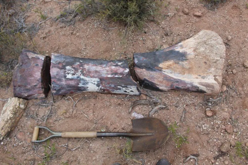 Encuentran en Río Negro un dinosaurio gigante de 90 millones de años